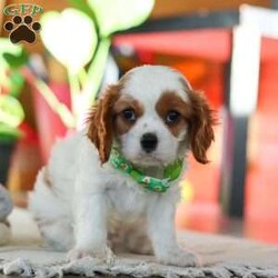 Leo/Cavalier King Charles Spaniel									Puppy/Male																/8 Weeks,Meet Leo, an AKC-registered Cavalier King Charles Spaniel with a noble presence and a heart full of love! With his silky, richly-colored coat and expressive eyes that exude the classic Cavalier charm, this handsome boy is an absolute joy to be around. He carries himself with elegance, yet his playful and affectionate nature shines through—always ready for a cuddle session or a fun romp around the yard.