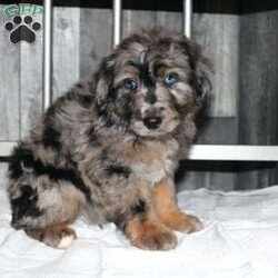 Oscar/Mini Aussiedoodle									Puppy/Male																/8 Weeks,Do you want a hypoallergenic puppy, but worry about its longterm health? You need a puppy from a breeder who does health testing! This puppy’s father is 100% genetically clear for over 215 health issues! Our puppies come up to date on shots and dewormer and will be vet checked before leaving! We also offer a 1 Year Health Guarantee! If you are seeking a well socialized puppy who was family raised contact us today! 
