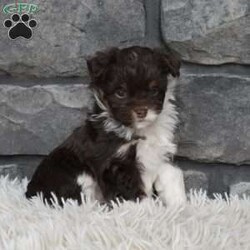 Cash/Mini Aussiedoodle									Puppy/Male																/7 Weeks,I offer a one year health guarantee. Up to date on shots and dewormings. I’m looking for a loving indoor home. Shipping options are available anywhere in the US. All Sunday calls are returned on Mondays. Thanks Jon 