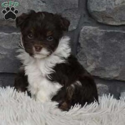 Cash/Mini Aussiedoodle									Puppy/Male																/7 Weeks,I offer a one year health guarantee. Up to date on shots and dewormings. I’m looking for a loving indoor home. Shipping options are available anywhere in the US. All Sunday calls are returned on Mondays. Thanks Jon 