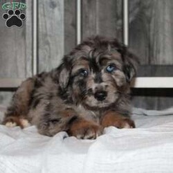 Oscar/Mini Aussiedoodle									Puppy/Male																/8 Weeks,Do you want a hypoallergenic puppy, but worry about its longterm health? You need a puppy from a breeder who does health testing! This puppy’s father is 100% genetically clear for over 215 health issues! Our puppies come up to date on shots and dewormer and will be vet checked before leaving! We also offer a 1 Year Health Guarantee! If you are seeking a well socialized puppy who was family raised contact us today! 