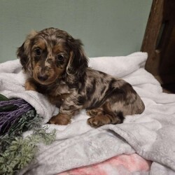 Layla/Dachshund									Puppy/Female														/January 26th, 2025,Layla is a sweet natured Dachshund puppy who can be registered with the AKC. This cutie is socialized and comes home with a 30 day health guarantee. Layla has been seen by a vet and is up to date on shots and de-wormer. She is ready to meet you, so call the Beiler family today to schedule your visit!