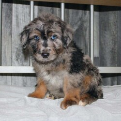 Oscar/Mini Aussiedoodle									Puppy/Male																/8 Weeks,Do you want a hypoallergenic puppy, but worry about its longterm health? You need a puppy from a breeder who does health testing! This puppy’s father is 100% genetically clear for over 215 health issues! Our puppies come up to date on shots and dewormer and will be vet checked before leaving! We also offer a 1 Year Health Guarantee! If you are seeking a well socialized puppy who was family raised contact us today! 