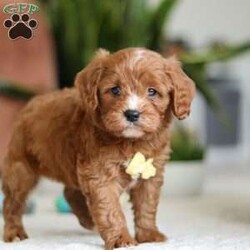 Mickey/Cavapoo									Puppy/Male																/6 Weeks,Meet Mickey, the sweetest little Cavapoo! With his luxuriously soft, wavy coat that’s irresistible to touch and deep, soulful eyes full of love and mischief, he’ll steal your heart in an instant. Whether he’s playfully bouncing around the yard or snuggling up for a cozy nap, Mickey effortlessly fits into any lifestyle. Thanks to his Poodle smarts and Cavalier devotion, he’s a quick learner who thrives on positive reinforcement. Whether mastering new tricks or simply wagging his tail in excitement at the sound of your voice, this little guy is ready to impress!