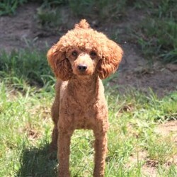 Mickey/Cavapoo									Puppy/Male																/6 Weeks,Meet Mickey, the sweetest little Cavapoo! With his luxuriously soft, wavy coat that’s irresistible to touch and deep, soulful eyes full of love and mischief, he’ll steal your heart in an instant. Whether he’s playfully bouncing around the yard or snuggling up for a cozy nap, Mickey effortlessly fits into any lifestyle. Thanks to his Poodle smarts and Cavalier devotion, he’s a quick learner who thrives on positive reinforcement. Whether mastering new tricks or simply wagging his tail in excitement at the sound of your voice, this little guy is ready to impress!