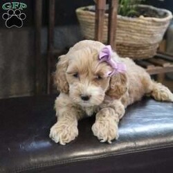 Kylie/Cockapoo									Puppy/Female														/7 Weeks,, the sweetest little companion you’ll ever have. I’m Kylie, and I would be thrilled to join your family. With my warm, sweet eyes and playful spirit, I’m sure I’ll capture your heart instantly. I’m a happy, kid-friendly puppy who loves to play and cuddle. I’ve interacted with all ages, and I have the cutest little face and the softest coat. I’m full of personality and always ready to snuggle up. I’ll bring a whole lot of puppy love to your home. I’ll come to you vet checked and up-to-date on vaccinations and deworming, and I’ll also come with a one-year health guarantee. I have multiple shipping options, so distance is no problem.
