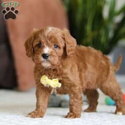 Mickey/Cavapoo									Puppy/Male																/6 Weeks,Meet Mickey, the sweetest little Cavapoo! With his luxuriously soft, wavy coat that’s irresistible to touch and deep, soulful eyes full of love and mischief, he’ll steal your heart in an instant. Whether he’s playfully bouncing around the yard or snuggling up for a cozy nap, Mickey effortlessly fits into any lifestyle. Thanks to his Poodle smarts and Cavalier devotion, he’s a quick learner who thrives on positive reinforcement. Whether mastering new tricks or simply wagging his tail in excitement at the sound of your voice, this little guy is ready to impress!