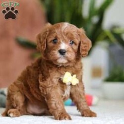 Mickey/Cavapoo									Puppy/Male																/6 Weeks,Meet Mickey, the sweetest little Cavapoo! With his luxuriously soft, wavy coat that’s irresistible to touch and deep, soulful eyes full of love and mischief, he’ll steal your heart in an instant. Whether he’s playfully bouncing around the yard or snuggling up for a cozy nap, Mickey effortlessly fits into any lifestyle. Thanks to his Poodle smarts and Cavalier devotion, he’s a quick learner who thrives on positive reinforcement. Whether mastering new tricks or simply wagging his tail in excitement at the sound of your voice, this little guy is ready to impress!