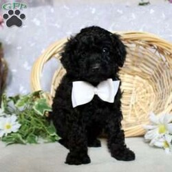 Shadow/Toy Poodle									Puppy/Male																/January 29th, 2025,Meet Shadow, a cute and cuddly Toy Poodle puppy. This darling pooch is vet checked and up to date on shots & wormer plus the breeder provides a 30 day health guarantee for him. He is being family raised with children and is socialized. And, Shadow can be registered with the ACA. To learn more about this fun-loving pup, call the breeder today!