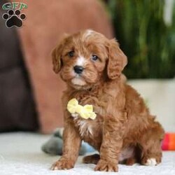Mickey/Cavapoo									Puppy/Male																/6 Weeks,Meet Mickey, the sweetest little Cavapoo! With his luxuriously soft, wavy coat that’s irresistible to touch and deep, soulful eyes full of love and mischief, he’ll steal your heart in an instant. Whether he’s playfully bouncing around the yard or snuggling up for a cozy nap, Mickey effortlessly fits into any lifestyle. Thanks to his Poodle smarts and Cavalier devotion, he’s a quick learner who thrives on positive reinforcement. Whether mastering new tricks or simply wagging his tail in excitement at the sound of your voice, this little guy is ready to impress!
