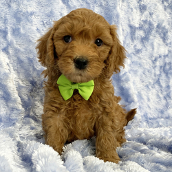 Adopt a dog:Griffin/Goldendoodle/Male/6 weeks,Hi, I'm Griffin! I'm a 6-week-old male Goldendoodle with a beautiful red coat, born on February 21, which makes me a Pisces sign. I'll be ready to go home to my forever family after April 18, once I'm grown enough to leave my litter. I'm ICA registered. I'm excited to meet my forever family and share my love.