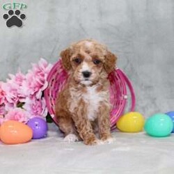 Sweetheart/Mini Goldendoodle									Puppy/Female														/8 Weeks,Here comes a dark red ICA Miniature Goldendoodle puppy who is already started on potty training and crate training!  This pup will be small as an adult about 16-23lbs. This cutie is born to parents who are Genetically Tested for breed specific hereditary issues and their results show that this litter of puppies will not have any issues that will adversely affect their health. While other Goldendoodles may suffer from health issues as they age, this pup has no predispositions to breed specific health concerns!  Each pup in this litter is up to date on shots and dewormer and vet checked and well socialized with children, teens, adults, and other puppies! We offer the option for  a 1 Year Genetic Health Guarantee! This puppy can have ICA papers and be microchipped for an extra fee!