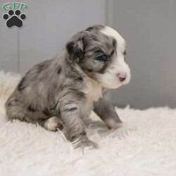 Elaine/Old English Sheepdog Mix									Puppy/Female														/8 Weeks,This is a F1b Mini Old English Mountain Doodle, a mix between an OES and a Mini Bernedoodle. Old English Mountain Doodles are playful, intelligent, loving, sociable and great family dogs. Sheepadoodles have a goofy and fun personality, mixed with the Bernese Mountain Dog it gives them a more mellow temperment. They are typically between 35-50 lbs full grown. Our puppies come with their first round of shots and dewormer and will be vet checked to ensure a healthy puppy. We take great pride in getting our puppies ready for their forever homes! We offer transportation for those who can not come pick up at our farm. Thanks for checking us out, feel free to reach out with any other questions or additional photos.