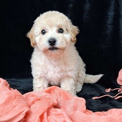 Nova/Bich-Poo									Puppy/Female	/13 Weeks,         Hi, I’m nova just look at my beautiful coat!!  I’m a sweet little tot .. I have an awesome Personality I’m playful I would love to cuddle on your lap ,and go places with you.. I am vet  check by a professional Veterinarian  , I’m up to date on vaccines and dewormer , Also microchipped, My dad weighs 13 pounds.My mom weighs 9.65 pounds .. I would love for you to come meet me , To schedule an appointment please call      