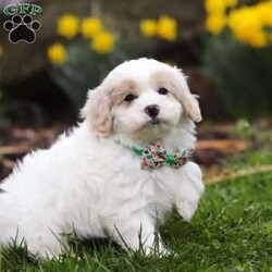 Jace/Cavapoo									Puppy/Male																/9 Weeks,Meet our handsome Cavapoo puppy named Jace! He is a delightful boy that is filled with charm and energy, he has already stolen our hearts with his playful personality and affectionate nature. He has a soft, black & white coat that’s perfect for cuddling, and his expressive eyes are full of curiosity and mischief. Whether he’s bouncing around in the backyard, playing with his favorite toys or snuggling up for a nap, this little guy is just a ray of sunshine:) He would be the perfect addition to any loving home!