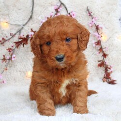 Earl/Mini Goldendoodle									Puppy/Male																/February 28th, 2025,Introducing Earl, a sweet Mini Goldendoodle puppy with a playful spirit and a heart full of happiness! Family-raised with children and socialized, Earl is the perfect blend of friendly, fun-loving, and affectionate. He’s been vet checked, is up to date on all his shots and wormer, and comes with a 1-year genetic health guarantee from the breeder. Whether you’re looking for a loyal companion or a new best friend, Earl is ready to bring love and joy into your home. Call the breeders today to learn more or schedule a time to meet this charming little guy!