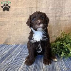 Daisy/Portuguese Water Dog									Puppy/Female														/February 24th, 2025,Meet Daisy the Portuguese Water Dog puppy—she’s a fluffy ball of fun! With her soft, non-shedding coat and eager-to-please attitude, she’ll be a great addition to any family and a vital part of all your adventures!