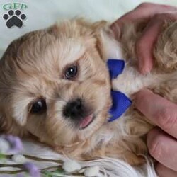 Hester/Teddy Bear									Puppy/Male																/8 Weeks,To contact the breeder about this puppy, click on the “View Breeder Info” tab above.