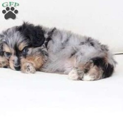 Benji/Dachshund Mix									Puppy/Male																/7 Weeks,To contact the breeder about this puppy, click on the “View Breeder Info” tab above.