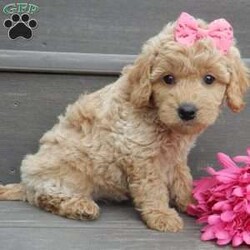 Jane/Mini Goldendoodle									Puppy/Female														/7 Weeks,Prepare to fall in love! My name is Jane and I’m the sweetest F1b mini goldendoodle! One look into my warm, loving eyes and at my super soft fluffy coat and I’ll be sure to have captured your heart already! I’m very happy, playful and very kid friendly and I would love to fill your home with all my puppy love!! I have a very sweet personality, and I love giving kisses. I stand out above the rest with my sweet, loving personality and my cute silvery apricot coat! I will come to you vet checked and up to date on all vaccinations and dewormings . I come with a 1-year guarantee with the option of extending it to a 3-year guarantee and shipping is available! My mother is Kona, an F1 Goldendoodle weighing 32# and my father is Zeke, a 10# mini Poodle and he is genetic tested clear! Both of my parents are very calm and kid friendly which will make me the same!! I will grow to approx. 18-22# and I will be hypoallergenic and non shedding!!!… Why wait when you know I’m the one for you? Call or text Martha to make me the newest addition to your family and get ready to spend a lifetime of tail wagging fun with me! (7% sales tax on in home pickups)