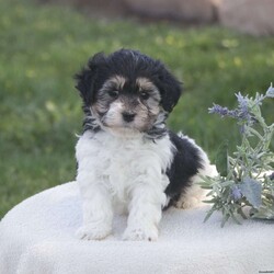 Snoopy/Havachon									Puppy/Male																/March 11th, 2025,Meet Snoopy, an adorable Havachon puppy who is as sweet as can be! This little cutie is vet checked and up to date on shots and dewormer, plus comes with a health guarantee. Snoopy is well socialized and is ready for his forever home. To learn more about this playful pup, please contact Naomi today!