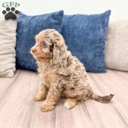Pansey/Cavapoo									Puppy/Female														/8 Weeks,Meet Pansey! This sweet and adorable chocolate Cavapoo is looking for a forever family!