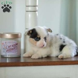Callie/Pembroke Welsh Corgi									Puppy/Female														/5 Weeks,Are you looking for a new addition to your family? Our Corgi puppies make an adorable fit! These puppies are raised with our family and they receive lots of love and playtime from our children! They have sweet personalities and do very well with young children. Callie is a beautifull blue merle and is the only one in her litter.