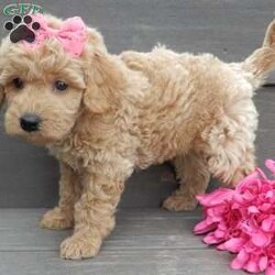 Jane/Mini Goldendoodle									Puppy/Female														/7 Weeks,Prepare to fall in love! My name is Jane and I’m the sweetest F1b mini goldendoodle! One look into my warm, loving eyes and at my super soft fluffy coat and I’ll be sure to have captured your heart already! I’m very happy, playful and very kid friendly and I would love to fill your home with all my puppy love!! I have a very sweet personality, and I love giving kisses. I stand out above the rest with my sweet, loving personality and my cute silvery apricot coat! I will come to you vet checked and up to date on all vaccinations and dewormings . I come with a 1-year guarantee with the option of extending it to a 3-year guarantee and shipping is available! My mother is Kona, an F1 Goldendoodle weighing 32# and my father is Zeke, a 10# mini Poodle and he is genetic tested clear! Both of my parents are very calm and kid friendly which will make me the same!! I will grow to approx. 18-22# and I will be hypoallergenic and non shedding!!!… Why wait when you know I’m the one for you? Call or text Martha to make me the newest addition to your family and get ready to spend a lifetime of tail wagging fun with me! (7% sales tax on in home pickups)