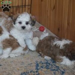 Preston/Teddy Bear									Puppy/Male																/8 Weeks,Preston is a happy Shichon puppy who loves to play! This cutie is socialized, family raised, and ready to meet you! Preston comes home with a 30 day health guarantee as well as an extended genetic health guarantee, both provided by the breeders. He has also been seen by a vet and is up to date on shots and de-wormer. Call Steven and Sadie Fisher today for more details and to schedule a visit to meet Preston!