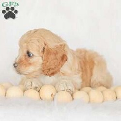 Karma/Cockapoo									Puppy/Female														/9 Weeks,Are you looking for a loveable and cuddly best friend? You will want to meet our family raised Cockapoos! They love to play and cuddle and will make a wonderful addition to your home. These puppies will be ready to go home on April 17th!