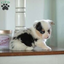 Callie/Pembroke Welsh Corgi									Puppy/Female														/5 Weeks,Are you looking for a new addition to your family? Our Corgi puppies make an adorable fit! These puppies are raised with our family and they receive lots of love and playtime from our children! They have sweet personalities and do very well with young children. Callie is a beautifull blue merle and is the only one in her litter.