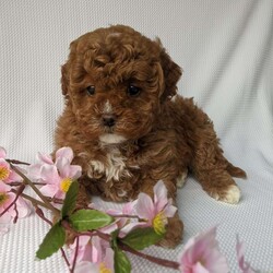 Molly/Shih-Poo									Puppy/Female														/8 Weeks,Meet Molly a beautiful Shih-poo! Molly is a very sweet girl loves to play very well socialized! She is micro-chipped an up to date on her shots and dewormer! She had her vet visit an ready to meet you! Call Katie today to find out more about this sweetheart!