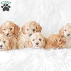 Karma/Cockapoo									Puppy/Female														/9 Weeks,Are you looking for a loveable and cuddly best friend? You will want to meet our family raised Cockapoos! They love to play and cuddle and will make a wonderful addition to your home. These puppies will be ready to go home on April 17th!