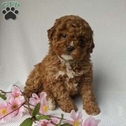 Molly/Shih-Poo									Puppy/Female														/8 Weeks,Meet Molly a beautiful Shih-poo! Molly is a very sweet girl loves to play very well socialized! She is micro-chipped an up to date on her shots and dewormer! She had her vet visit an ready to meet you! Call Katie today to find out more about this sweetheart!