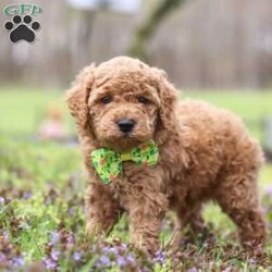 Linford/Cockapoo									Puppy/Male																/6 Weeks,Meet Linford, an adorable F1B Cockapoo who’s brimming with curiosity and charm! This little guy is always eager to explore the world around him, whether it’s sniffing out new adventures or playfully chasing after his favorite toy. His bright eyes and wagging tail are always full of excitement, ready to turn every moment into a fun-filled experience. As a Cockapoo, he inherits the intelligence of a Poodle and the friendly nature of a Cocker Spaniel, making him an ideal companion for families or individuals alike. If you’re looking for a loyal companion who’s as inquisitive as loving, he is the perfect choice!