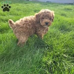 Diamond/Miniature Poodle									Puppy/Male																/7 Weeks,Meet Diamond. He loves attention and to run around and play. Does great around children. Diamond is vet checked and up to date on all vaccinations and de-wormer. Come meet Diamond and see if he’s a great fit for your family.