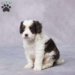 Flip/Cavapoo									Puppy/Male																/6 Weeks,Say hello to Flip, a sweet F1 Cavapoo with a happy heart and a playful personality! Flip has been raised in a loving environment where he’s received tons of attention, snuggles, and care. He’s well-socialized, making him friendly, gentle, and ready to bond with his forever family. Flip has been vet checked, is up to date on vaccines and dewormer, and is microchipped for added peace of mind. He also comes with a health guarantee, so you can feel confident about bringing him home. His parents are AKC registered and have been genetically health tested, giving him a great start in life. Whether you’re near or far, delivery options are available. If you’re looking for a loyal, lovable sidekick—Flip is the perfect match!