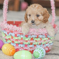 Karma/Cockapoo									Puppy/Female														/9 Weeks,Are you looking for a loveable and cuddly best friend? You will want to meet our family raised Cockapoos! They love to play and cuddle and will make a wonderful addition to your home. These puppies will be ready to go home on April 17th!