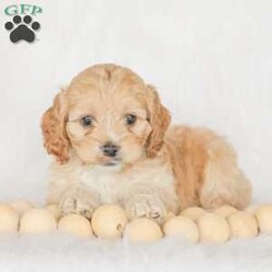 Karma/Cockapoo									Puppy/Female														/9 Weeks,Are you looking for a loveable and cuddly best friend? You will want to meet our family raised Cockapoos! They love to play and cuddle and will make a wonderful addition to your home. These puppies will be ready to go home on April 17th!