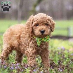Linford/Cockapoo									Puppy/Male																/6 Weeks,Meet Linford, an adorable F1B Cockapoo who’s brimming with curiosity and charm! This little guy is always eager to explore the world around him, whether it’s sniffing out new adventures or playfully chasing after his favorite toy. His bright eyes and wagging tail are always full of excitement, ready to turn every moment into a fun-filled experience. As a Cockapoo, he inherits the intelligence of a Poodle and the friendly nature of a Cocker Spaniel, making him an ideal companion for families or individuals alike. If you’re looking for a loyal companion who’s as inquisitive as loving, he is the perfect choice!