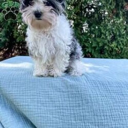 Tundra/Yorkie Poo									Puppy/Male																/16 Weeks,Meet Tundra. He is an adorable tiny puppy. Mom Mitzi is a yorkiepoo and weighs around 5 lbs. Dad is a mini poodle and weighs around 5 lbs as well. Tundra is well socialized and is very friendly and loves to be cuddled. He is up to date on shots and deworming. He was checked out by our vet from head to toe. Give us a call if you have any questions about Tundra or would like to adopt him. 