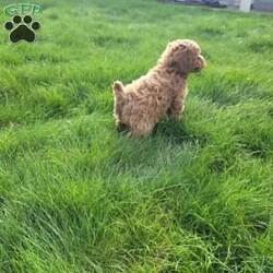 Diamond/Miniature Poodle									Puppy/Male																/7 Weeks,Meet Diamond. He loves attention and to run around and play. Does great around children. Diamond is vet checked and up to date on all vaccinations and de-wormer. Come meet Diamond and see if he’s a great fit for your family.