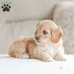 Karma/Cockapoo									Puppy/Female														/9 Weeks,Are you looking for a loveable and cuddly best friend? You will want to meet our family raised Cockapoos! They love to play and cuddle and will make a wonderful addition to your home. These puppies will be ready to go home on April 17th!