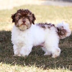 Maggie/Havanese									Puppy/Female														/6 Weeks,Meet Maggie, the most adorable AKC Havanese girl! With her sweet expression and a personality that shines, she will always be ready to brighten your day. Whether she’s trotting by your side, chasing after her favorite toy, or curling up in your lap for a nap, she will bring joy to every moment. This sweet girl will quickly become your shadow, following you wherever you go and showering you with affection. Havanese are known for their gentle, playful nature and Maggie is a beautiful example of everything we love about the breed!