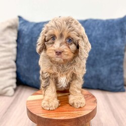 Pansey/Cavapoo									Puppy/Female														/8 Weeks,Meet Pansey! This sweet and adorable chocolate Cavapoo is looking for a forever family!