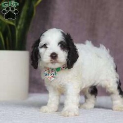 Ricky/Cockapoo									Puppy/Male																/6 Weeks,Say hello to Ricky! This sweet Cockapoo is full of life and personality. Whether he’s trotting through the yard or cuddling close after a playful romp, he brings the perfect blend of energy and affection to every moment. His cheerful spirit and loving nature make him a wonderful match for anyone looking for a sweet and playful sidekick!