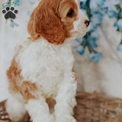 Opal/Cavapoo									Puppy/Male																/10 Weeks,Do you love Cavaliers but struggle with their heavy shedding? Then take a look at this puppy. With their poodle hair coat and the Cavaliers’ happy personality, they are sure to please.