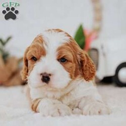 Opal/Cavapoo									Puppy/Male																/10 Weeks,Do you love Cavaliers but struggle with their heavy shedding? Then take a look at this puppy. With their poodle hair coat and the Cavaliers’ happy personality, they are sure to please.