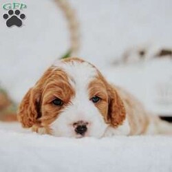 Opal/Cavapoo									Puppy/Male																/10 Weeks,Do you love Cavaliers but struggle with their heavy shedding? Then take a look at this puppy. With their poodle hair coat and the Cavaliers’ happy personality, they are sure to please.