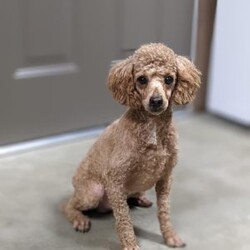 Lucy/Mini Goldendoodle									Puppy/Female														/7 Weeks,Meet Lucy! This sweet and adorable Mini Goldendoodle is looking for a forever family!